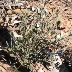 Hibbertia obtusifolia at Carwoola, NSW - 22 Aug 2021