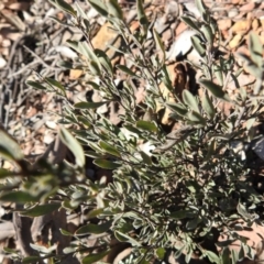 Hibbertia obtusifolia at Carwoola, NSW - 22 Aug 2021