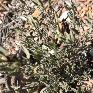 Hibbertia obtusifolia at Carwoola, NSW - 22 Aug 2021