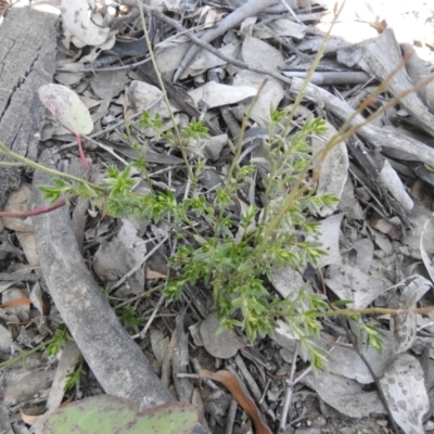 Gonocarpus tetragynus (Common Raspwort) at Carwoola, NSW - 22 Aug 2021 by Liam.m