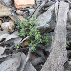 Poranthera microphylla (Small Poranthera) at Carwoola, NSW - 22 Aug 2021 by Liam.m