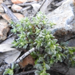 Poranthera microphylla at Carwoola, NSW - suppressed