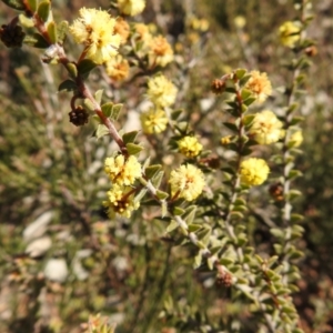 Acacia gunnii at Carwoola, NSW - suppressed