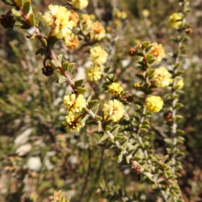Acacia gunnii (Ploughshare Wattle) at Carwoola, NSW - 22 Aug 2021 by Liam.m