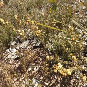 Acacia gunnii at Carwoola, NSW - suppressed