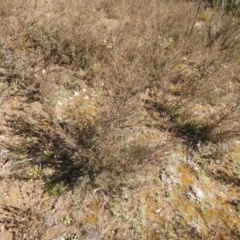 Kunzea ericoides (Burgan) at Carwoola, NSW - 22 Aug 2021 by Liam.m