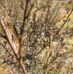 Kunzea ericoides at Carwoola, NSW - 22 Aug 2021