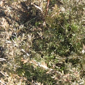 Kunzea ericoides at Carwoola, NSW - 22 Aug 2021