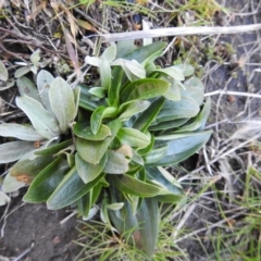 Centaurium sp. (Centaury) at Carwoola, NSW - 22 Aug 2021 by Liam.m