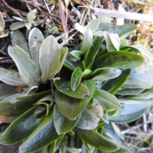 Centaurium sp. at Carwoola, NSW - suppressed