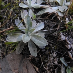 Gamochaeta sp. (Cudweed) at Carwoola, NSW - 22 Aug 2021 by Liam.m