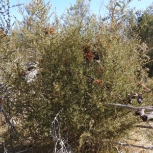 Bursaria spinosa at Carwoola, NSW - 22 Aug 2021