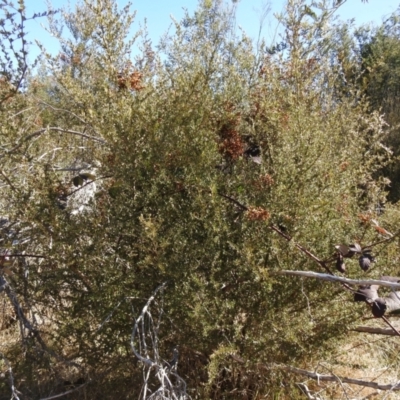 Bursaria spinosa (Native Blackthorn, Sweet Bursaria) at Carwoola, NSW - 22 Aug 2021 by Liam.m