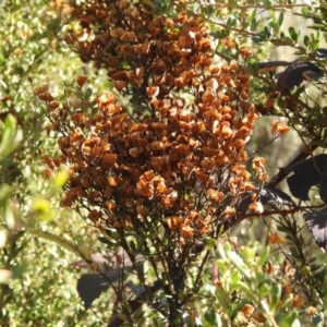 Bursaria spinosa at Carwoola, NSW - 22 Aug 2021