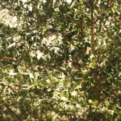 Bursaria spinosa at Carwoola, NSW - 22 Aug 2021