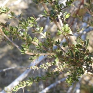 Bursaria spinosa at Carwoola, NSW - 22 Aug 2021