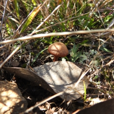 Unverified Fungus by Liam.m