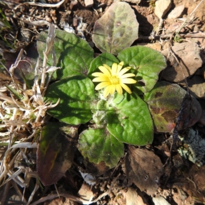 Cymbonotus sp. (preissianus or lawsonianus) (Bears Ears) at Carwoola, NSW - 22 Aug 2021 by Liam.m