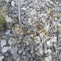 Acacia gunnii (Ploughshare Wattle) at Carwoola, NSW - 22 Aug 2021 by Liam.m