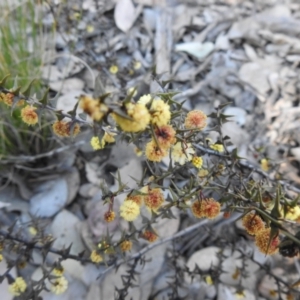 Acacia gunnii at Carwoola, NSW - suppressed