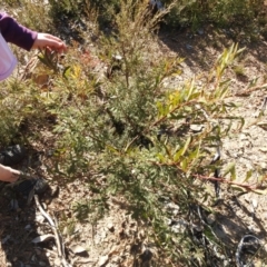 Acacia rubida (Red-stemmed Wattle, Red-leaved Wattle) at Carwoola, NSW - 22 Aug 2021 by Liam.m