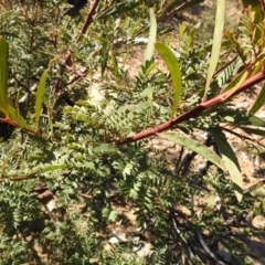 Acacia rubida at Carwoola, NSW - 22 Aug 2021