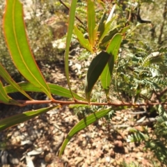 Acacia rubida at Carwoola, NSW - 22 Aug 2021