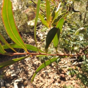 Acacia rubida at Carwoola, NSW - 22 Aug 2021