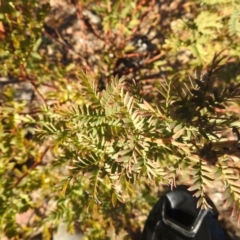 Acacia rubida at Carwoola, NSW - 22 Aug 2021