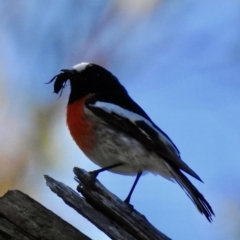 Petroica boodang (Scarlet Robin) at Penrose, NSW - 7 Sep 2021 by GlossyGal