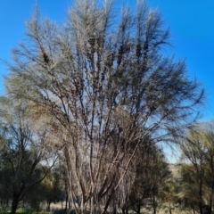 Allocasuarina verticillata (Drooping Sheoak) at Isaacs Ridge and Nearby - 7 Sep 2021 by Mike