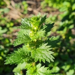 Urtica urens (Small Nettle) at Isaacs Ridge and Nearby - 7 Sep 2021 by Mike