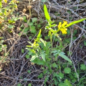 Sisymbrium irio at Isaacs, ACT - 7 Sep 2021