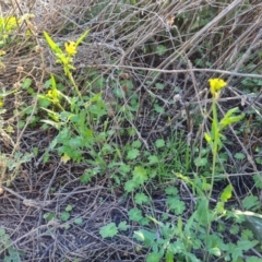 Sisymbrium irio at Isaacs, ACT - 7 Sep 2021 03:54 PM