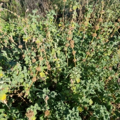 Marrubium vulgare (Horehound) at Isaacs Ridge and Nearby - 7 Sep 2021 by Mike