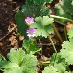 Geranium molle subsp. molle (Cranesbill Geranium) at Isaacs Ridge and Nearby - 7 Sep 2021 by Mike