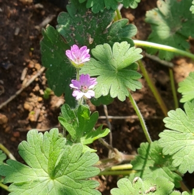 Geranium molle subsp. molle (Cranesbill Geranium) at Isaacs Ridge and Nearby - 7 Sep 2021 by Mike