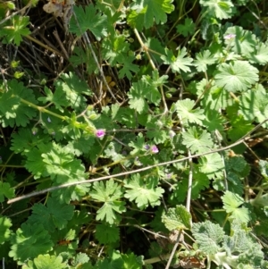 Geranium molle subsp. molle at Isaacs, ACT - 7 Sep 2021 03:52 PM