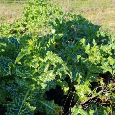 Silybum marianum (Variegated Thistle) at Isaacs, ACT - 7 Sep 2021 by Mike