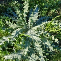 Onopordum acanthium (Scotch Thistle) at Isaacs, ACT - 7 Sep 2021 by Mike