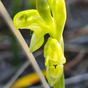 Hymenochilus cycnocephalus at Kambah, ACT - suppressed