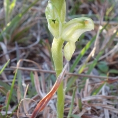 Hymenochilus cycnocephalus at Kambah, ACT - suppressed