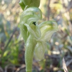 Hymenochilus cycnocephalus at Kambah, ACT - suppressed