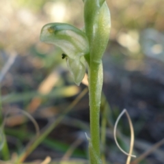 Hymenochilus cycnocephalus at Kambah, ACT - suppressed