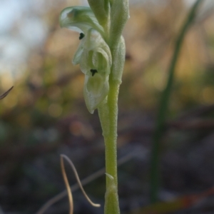 Hymenochilus cycnocephalus at Kambah, ACT - suppressed