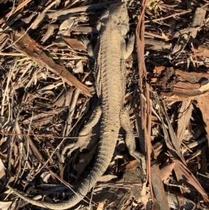 Pogona barbata at Murrumbateman, NSW - 6 Sep 2021
