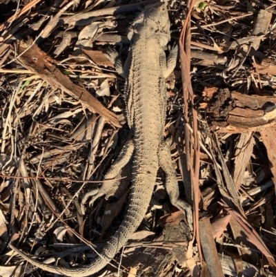 Pogona barbata (Eastern Bearded Dragon) at Murrumbateman, NSW - 6 Sep 2021 by SimoneC