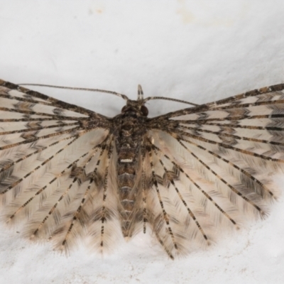 Alucita phricodes (A Many-plumed Moth) at Melba, ACT - 4 Sep 2021 by kasiaaus