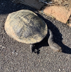 Chelodina longicollis at Murrumbateman, NSW - 7 Sep 2021