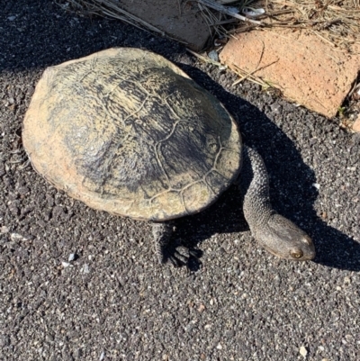 Chelodina longicollis (Eastern Long-necked Turtle) at Murrumbateman, NSW - 7 Sep 2021 by SimoneC